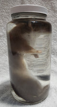 Load image into Gallery viewer, Long-Tailed Weasel - Wet Specimen - WWS1003