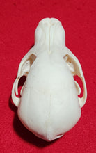 Load image into Gallery viewer, Wolf PUP Skull - WLS1009