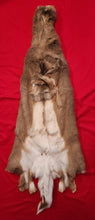 Load image into Gallery viewer, Whitetail Deer Hide - WTD1019