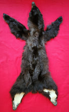 Load image into Gallery viewer, Black Bear Hide - Taxidermy Quality - BBR1006