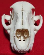 Load image into Gallery viewer, Large Cougar Skull - MLS1020