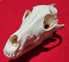 Load image into Gallery viewer, XXXL Wolf Skull - WLS1010
