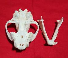 Load image into Gallery viewer, XL Cougar Skull - MLS1022