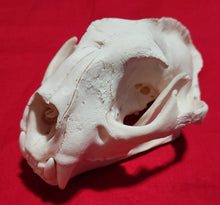 Load image into Gallery viewer, XXXL Cougar Skull - MLS1025