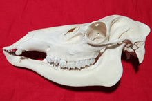 Load image into Gallery viewer, Large Cow Elk Skull - CES1007