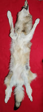 Load image into Gallery viewer, Idaho Wolf Hide - Taxidermy Quality - WLF1106