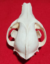 Load image into Gallery viewer, XXXL Coyote Skull - CYS1008