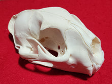 Load image into Gallery viewer, Large Cougar Skull - MLS1020