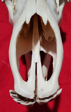 Load image into Gallery viewer, Large Cow Elk Skull - CES1007