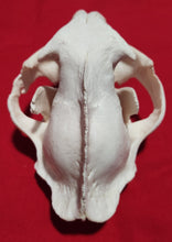 Load image into Gallery viewer, XXXL Cougar Skull - MLS1025
