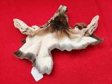 Load image into Gallery viewer, White-Tail Deer Head - Buck