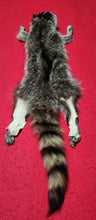 Load image into Gallery viewer, Medium Raccoon Hide - Taxidermy Quality - RAC1015