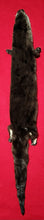 Load image into Gallery viewer, River Otter - Taxidermy Quality - OTR1006