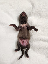 Load image into Gallery viewer, Coyote Pups - Wet Specimens