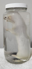 Load image into Gallery viewer, Ermine (Short-Tailed Weasel) - Wet Specimen - WWS1002