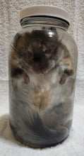 Load image into Gallery viewer, Packrat - Wet Specimen
