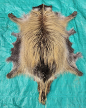 Load image into Gallery viewer, Porcupine Hide - PKY1017