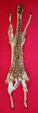 Load image into Gallery viewer, White-Tail Deer Hide - FAWN - Taxidermy Quality