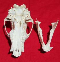 Load image into Gallery viewer, Small Black Bear Skull - BBS1023