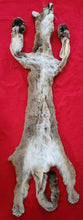 Load image into Gallery viewer, Tom Mountain Lion Hide - Taxidermy Quality - MTL1052