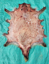 Load image into Gallery viewer, Porcupine Hide - PKY1017