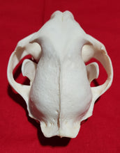 Load image into Gallery viewer, XL Cougar Skull - MLS1022