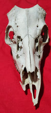 Load image into Gallery viewer, XXL Whitetail Deer Buck Skull - Nature Cleaned - DES1009