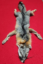 Load image into Gallery viewer, Grey Fox - HAS FEET AND CLAWS - GFX1002