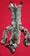 Load image into Gallery viewer, Idaho Tom Bobcat - Taxidermy Quality - BCH1015