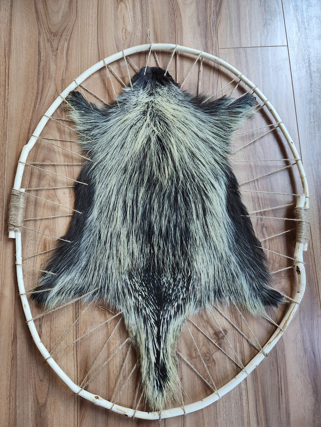 Hooped Porcupine