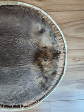 Load image into Gallery viewer, Hooped Beaver Hide
