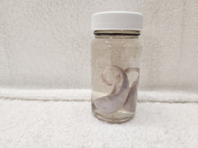 Load image into Gallery viewer, Testicles - Wet Specimens
