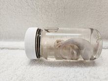 Load image into Gallery viewer, Testicles - Wet Specimens
