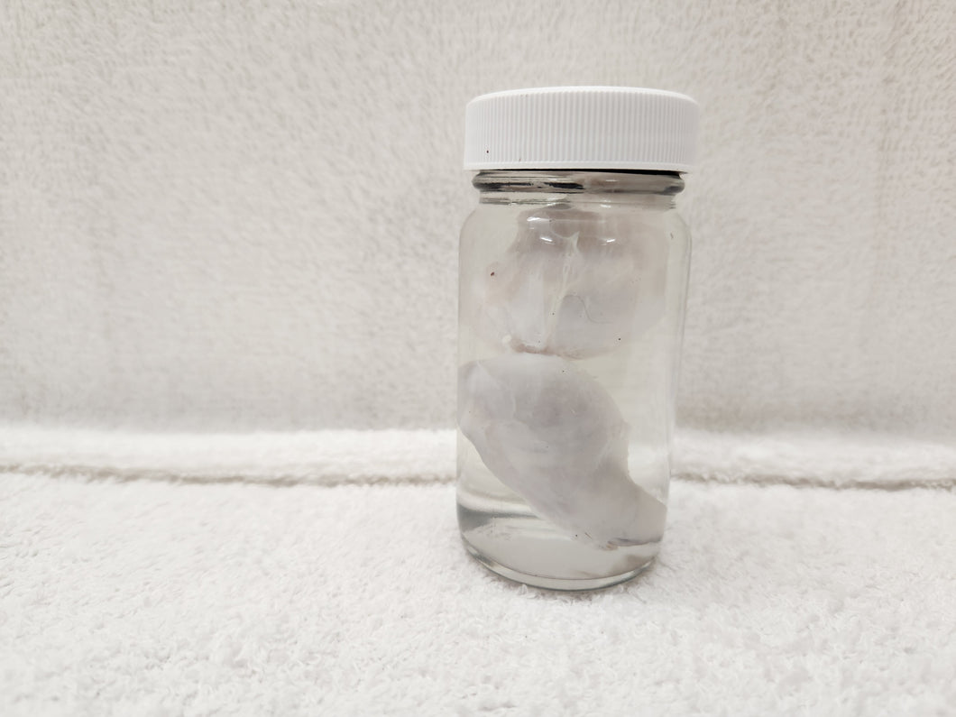 Testicles - Wet Specimens