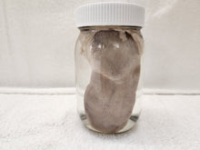 Load image into Gallery viewer, Animal Tongues - Wet Specimens
