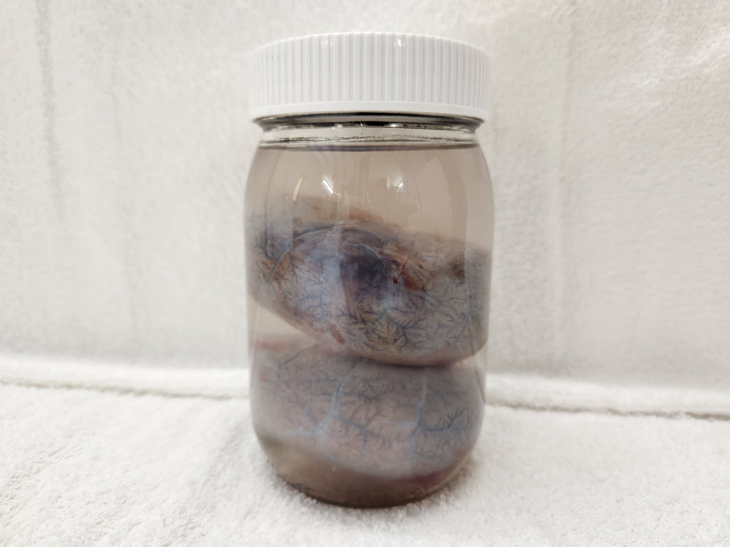 Animal Kidneys - Wet Specimens