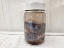 Load image into Gallery viewer, Animal Kidneys - Wet Specimens
