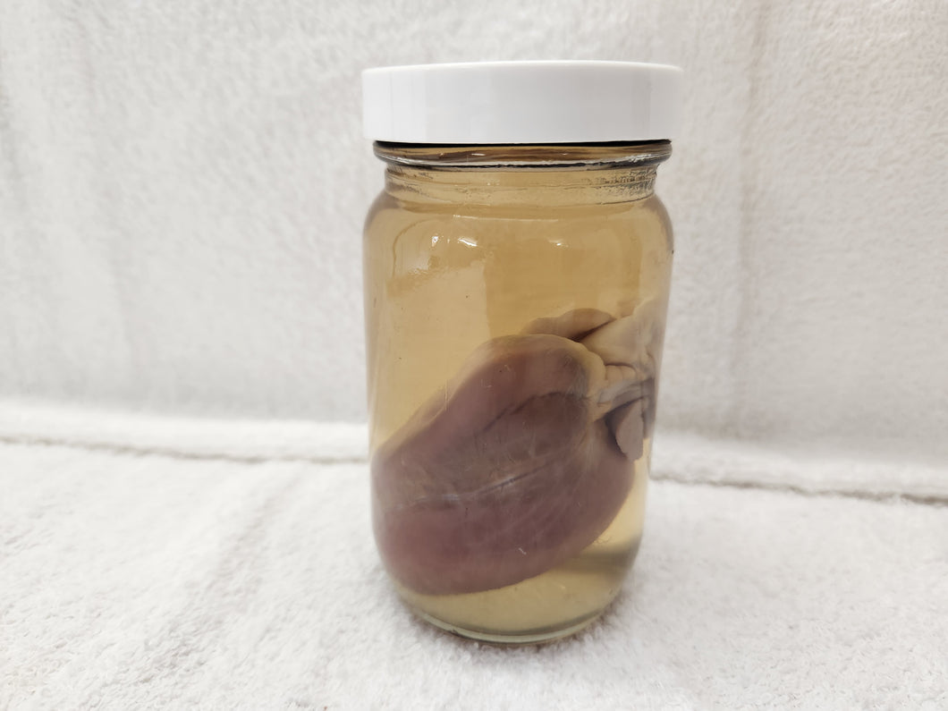 Animal Hearts - Wet Specimens