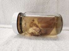 Load image into Gallery viewer, Animal Hearts - Wet Specimens
