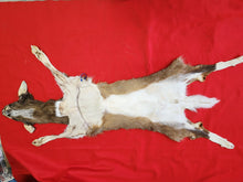 Load image into Gallery viewer, Taxidermy Quality White-tailed Deer - Wet Tanned
