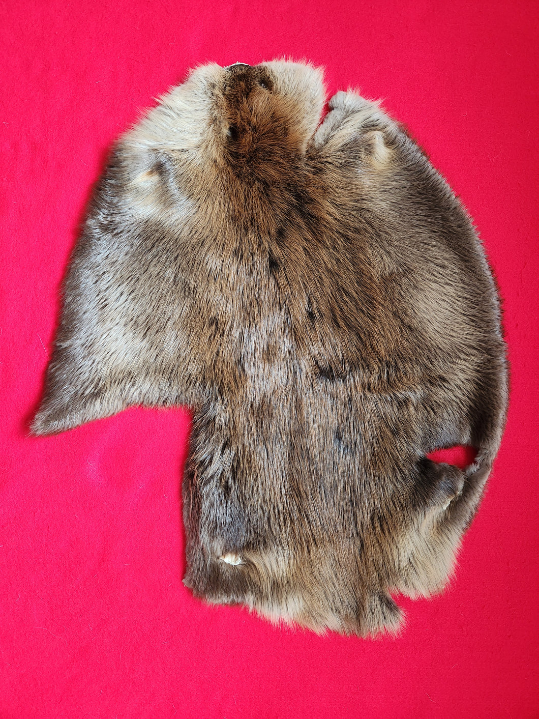 XL Beaver, BVR1009