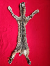 Load image into Gallery viewer, Taxidermy Quality Bobcat 2023-21
