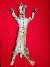 Load image into Gallery viewer, Taxidermy Quality Bobcat 2023-21
