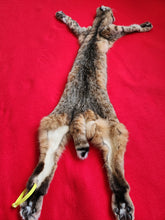 Load image into Gallery viewer, Taxidermy Quality Bobcat 2023-21
