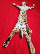 Load image into Gallery viewer, Taxidermy Quality Bobcat 2023-21
