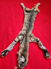 Load image into Gallery viewer, Taxidermy Quality Bobcat 2023-21
