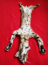 Load image into Gallery viewer, Taxidermy Quality Bobcat 2023-21
