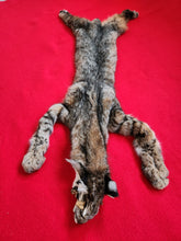 Load image into Gallery viewer, Taxidermy Quality Bobcat 2023-20
