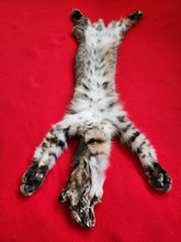 Load image into Gallery viewer, Taxidermy Quality Bobcat 2023-20
