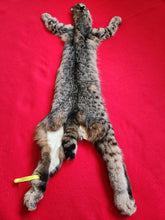 Load image into Gallery viewer, Taxidermy Quality Bobcat 2023-20
